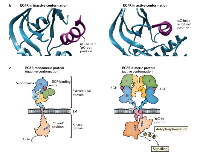 4. REZILIENT 3
🤓 Permit me to nerd out for a bit. Why are #EGFR Exon 20 insertions so hard