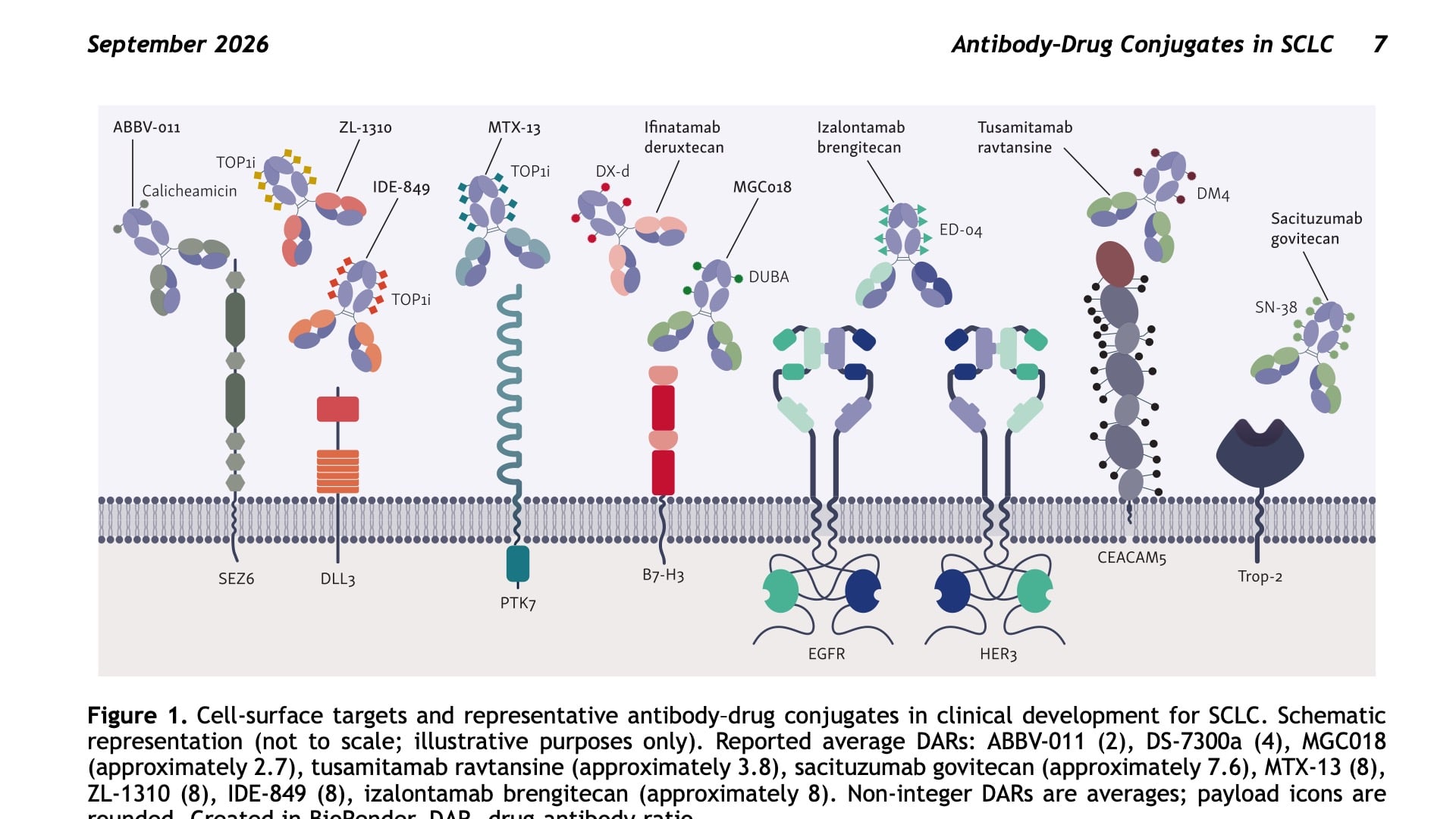 🌟Just ahead of #WCLC26, an exquisite cutting-edge Review in @JTOonline on #ADCs in #SCLC